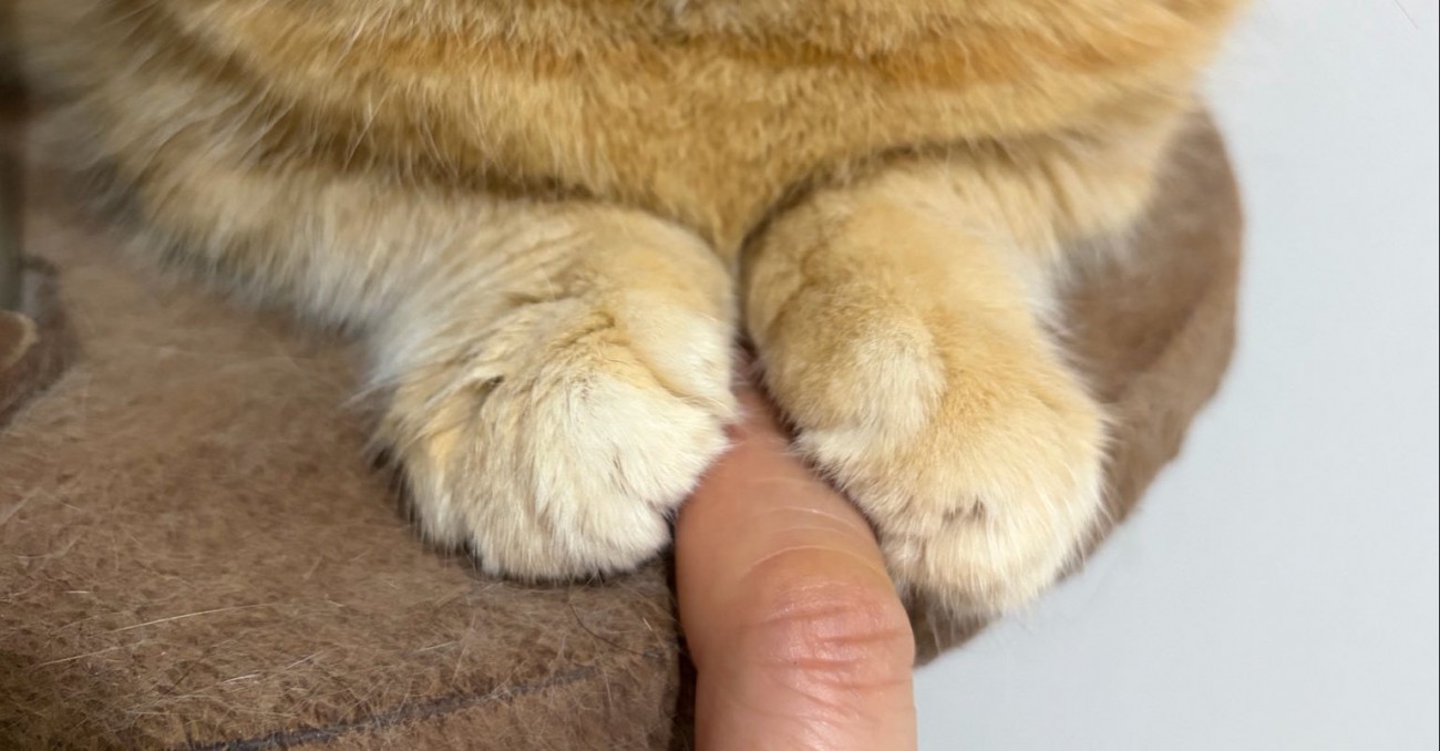 お手々のアップ