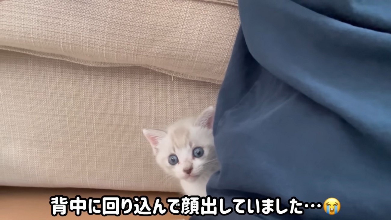 飼い主に隠れる猫