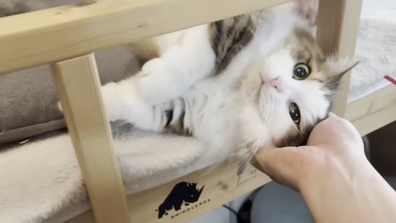 撫でられる猫