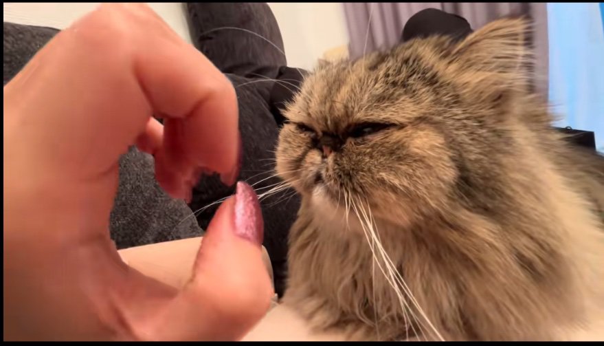 猫にネイルを見せる