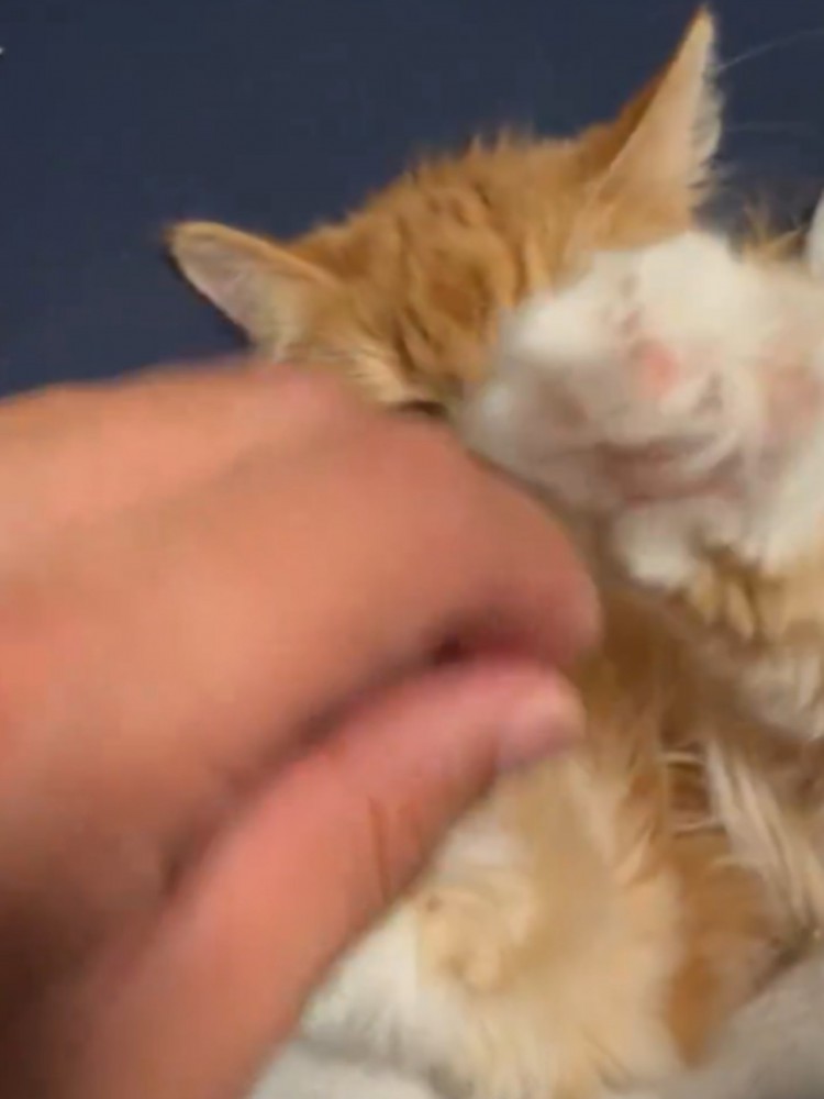 猫が手をぴくっとさせて鳴いた瞬間 