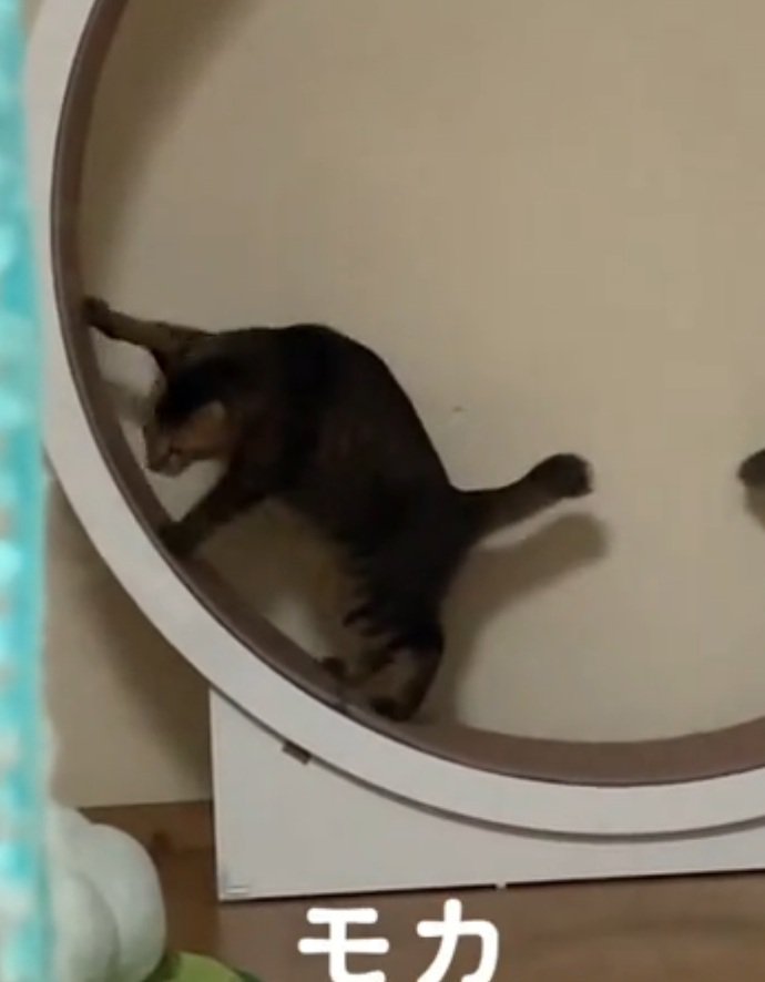 手を伸ばす猫