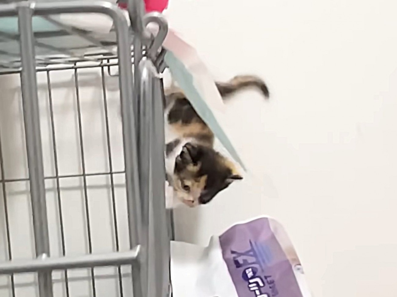 ケージの側面を降りていく三毛猫の子猫