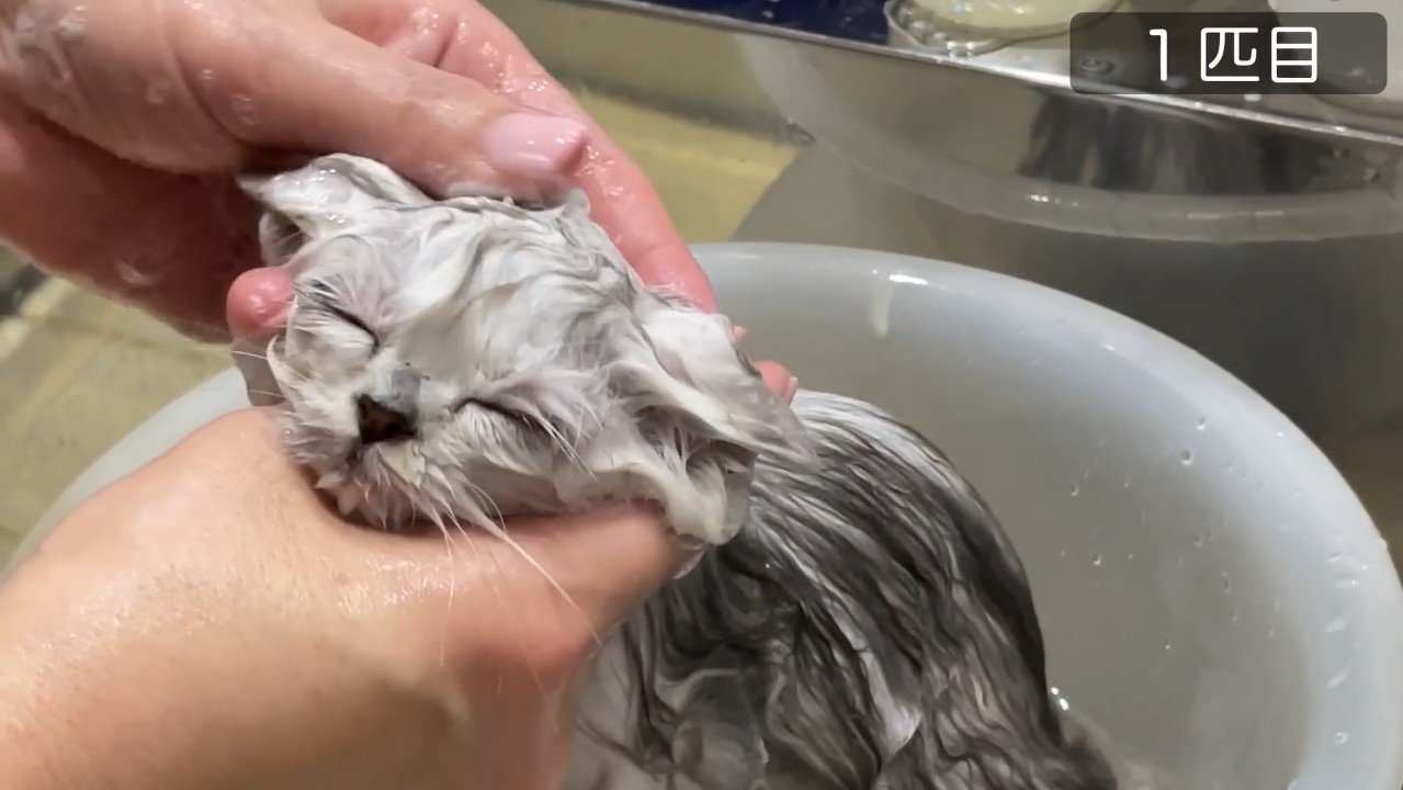 1匹目、目を閉じた顔