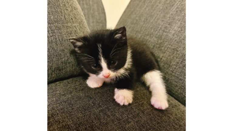 ソファーにいる猫