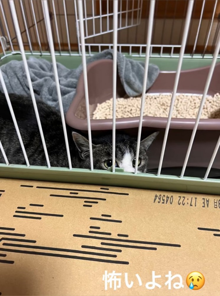 ケージの中で不安そうな猫