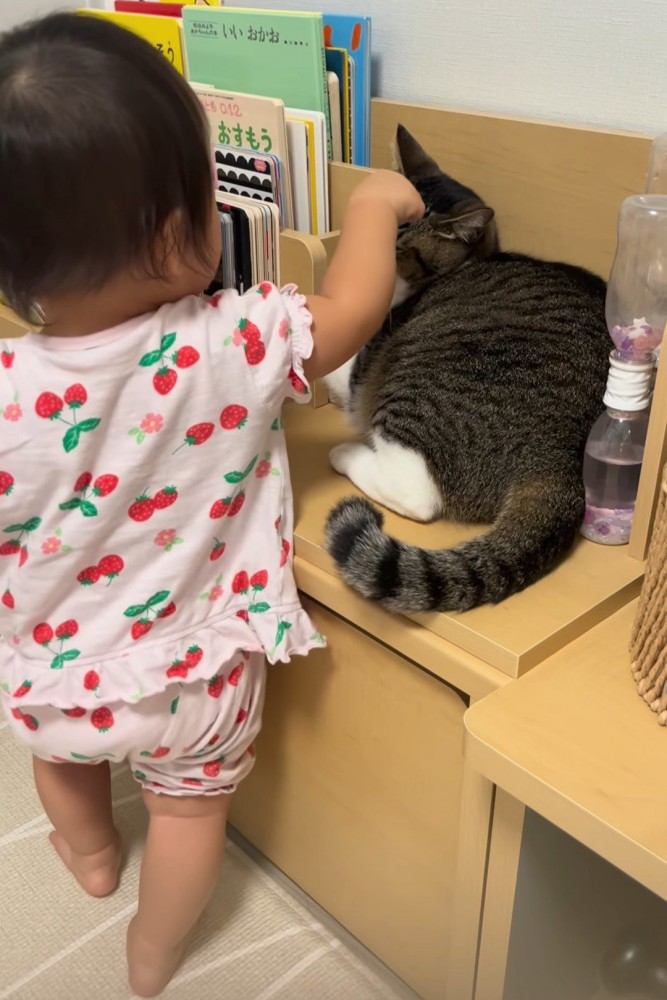 赤ちゃんに顔を触られる猫