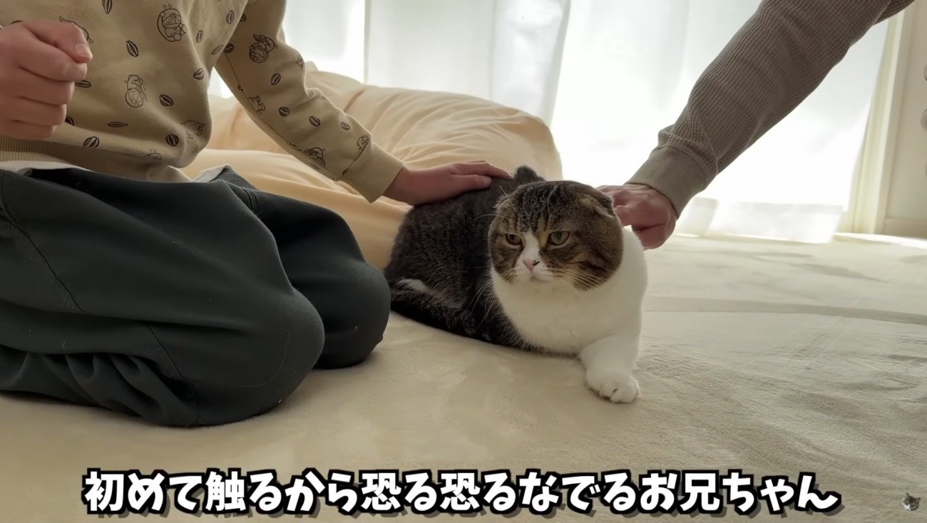 恐る恐るなでる