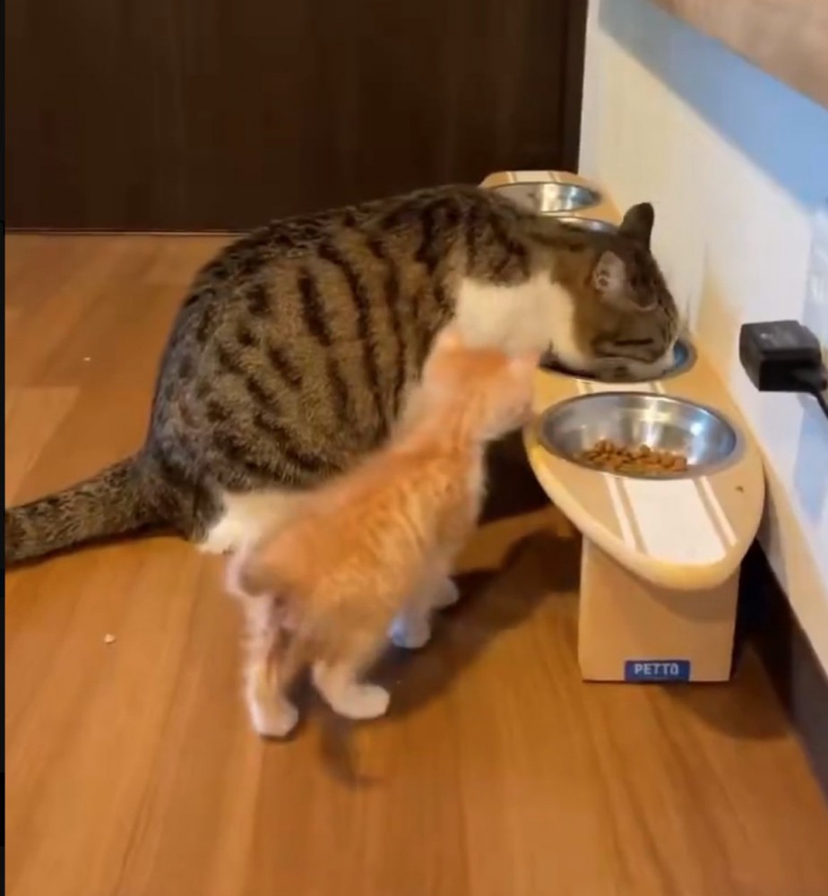 ご飯を覗き込む子猫