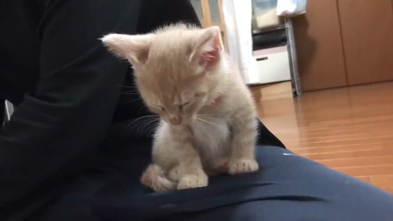 飼い主の膝の上に乗っている子猫