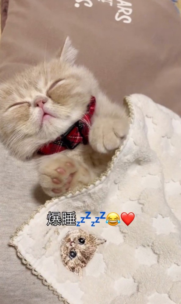 手の力が抜ける猫