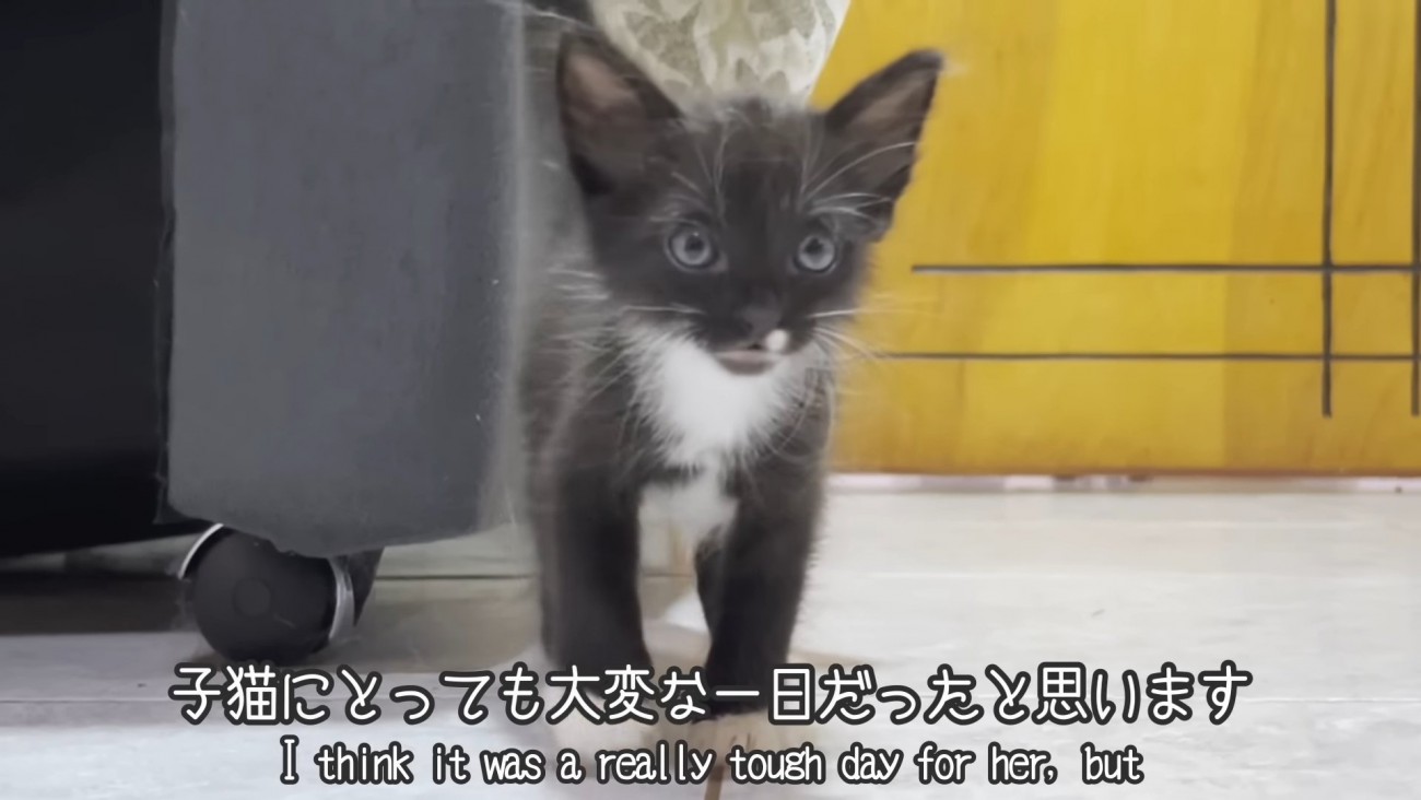 立っている子猫