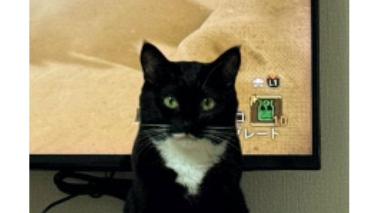 テレビ前にいる猫