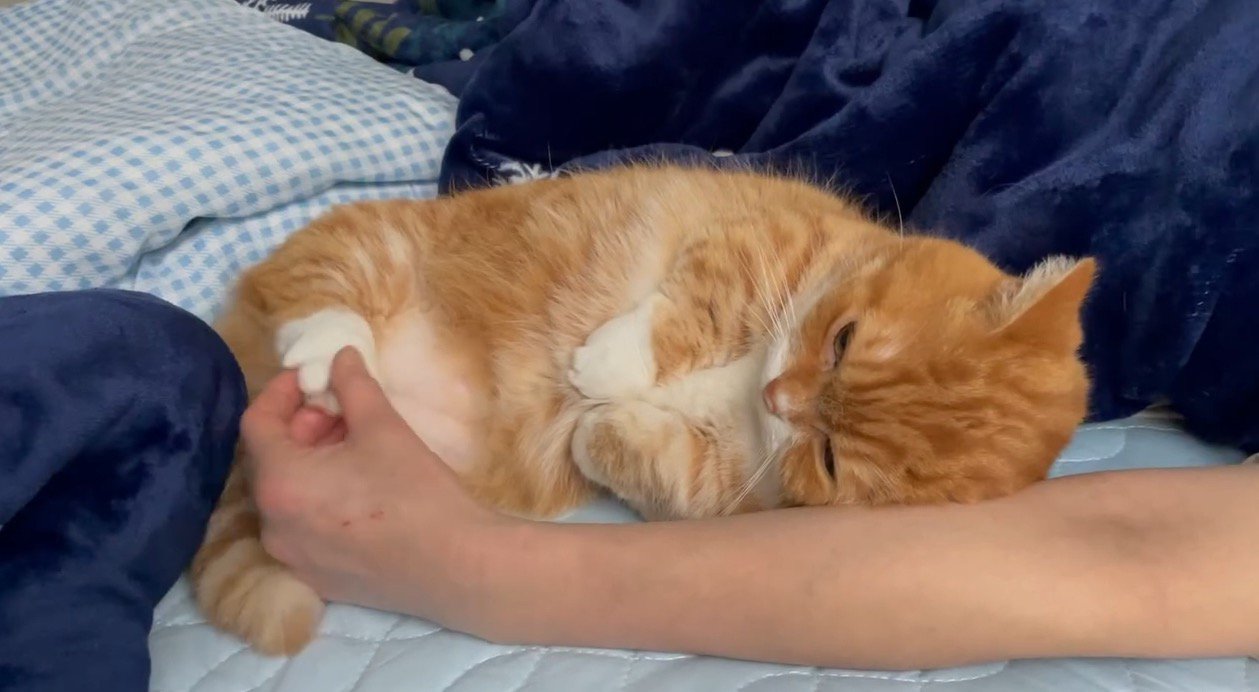 猫の後ろ足の肉球を触る飼い主