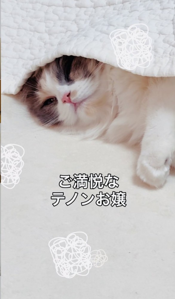 ケットの中でくつろぐ子猫