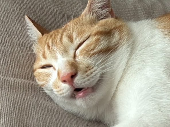 半目で眠る茶白猫