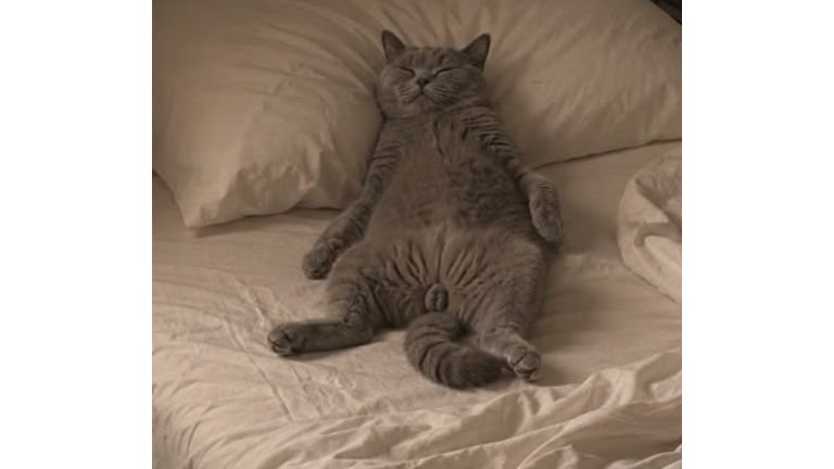 室内にいる猫