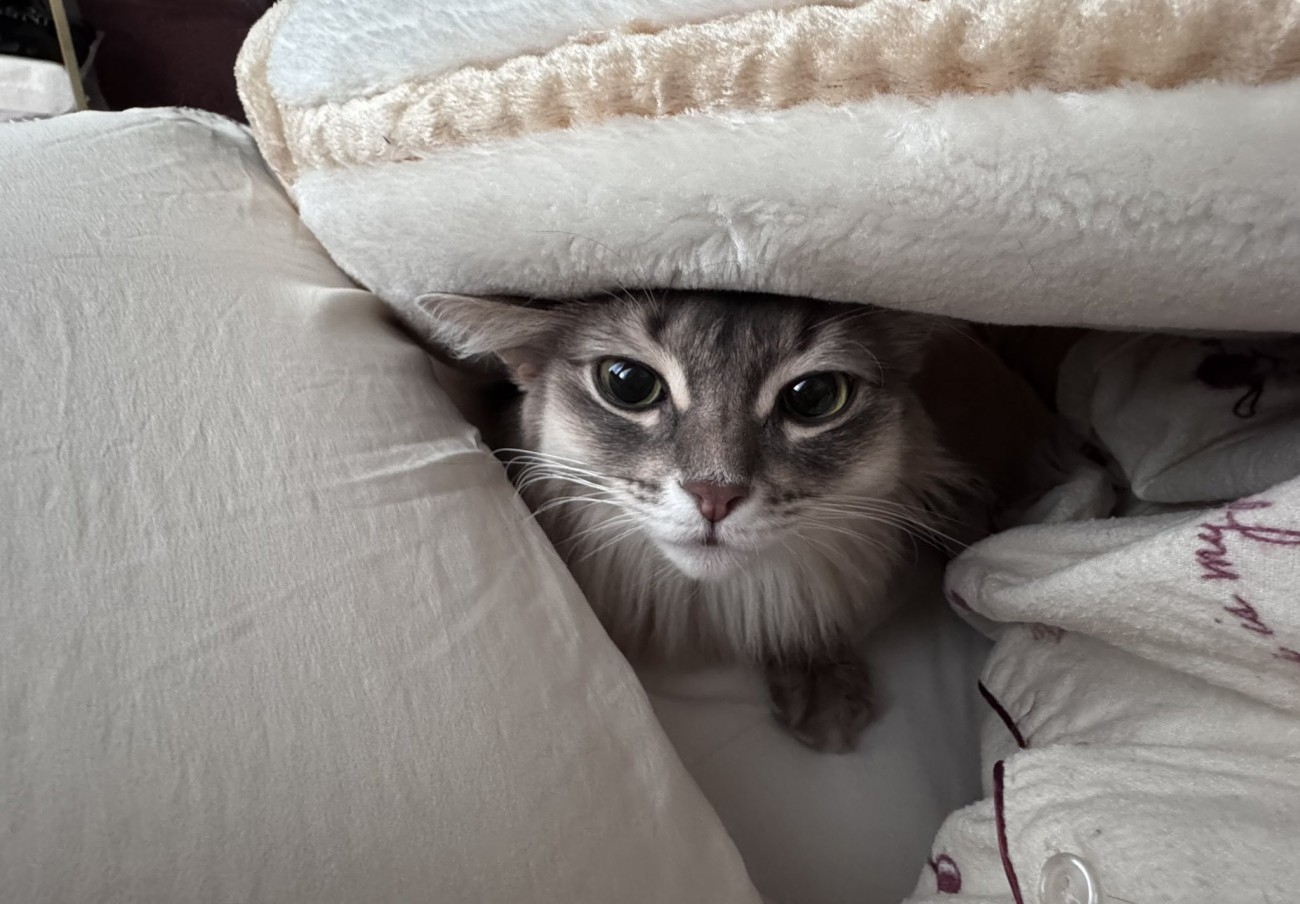 ふとんに入り込んだ猫