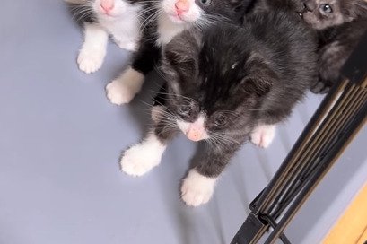 腰が引けている子猫
