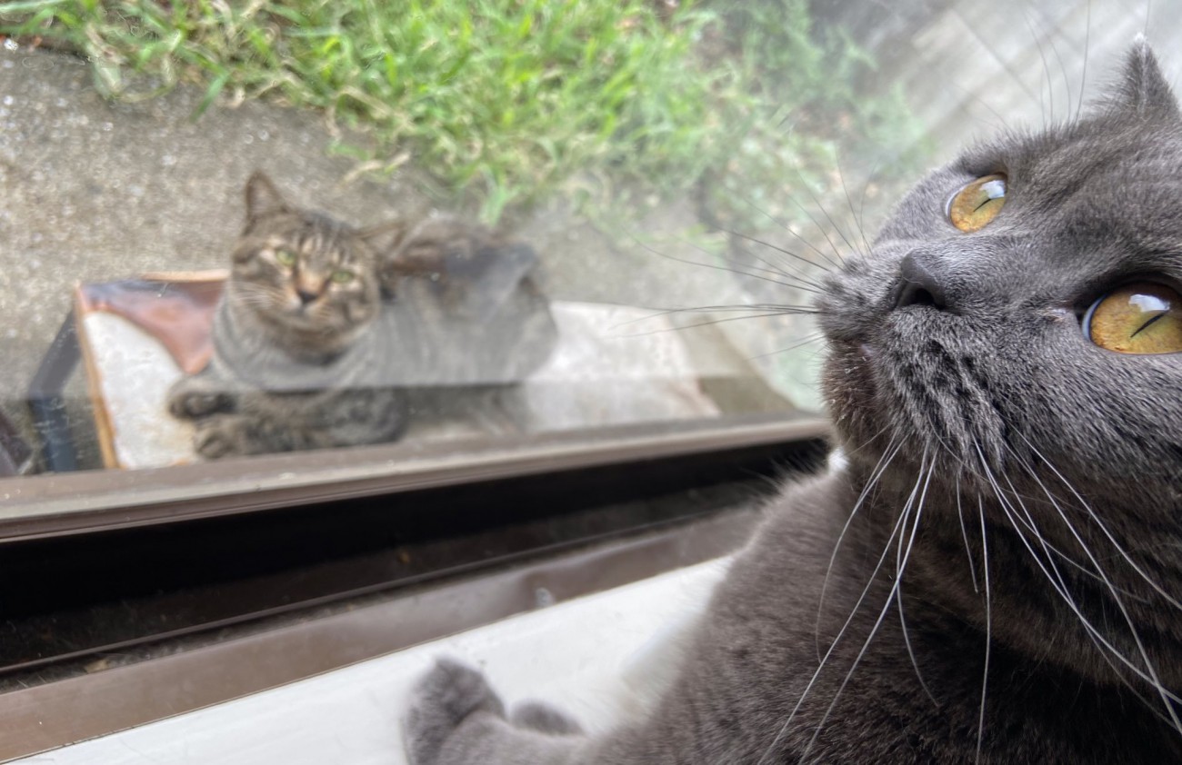 外と中にいる猫