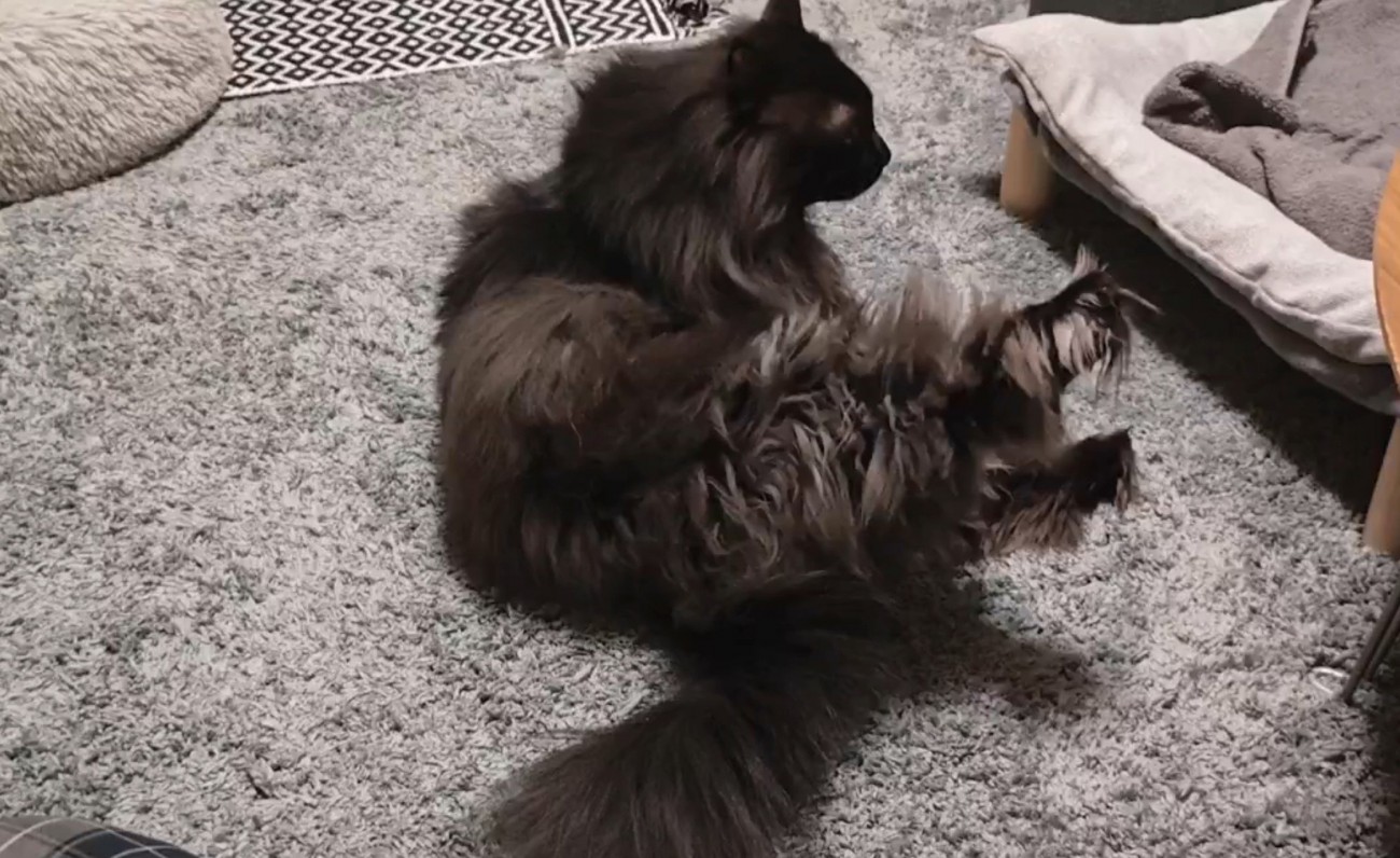 右足を伸ばす猫