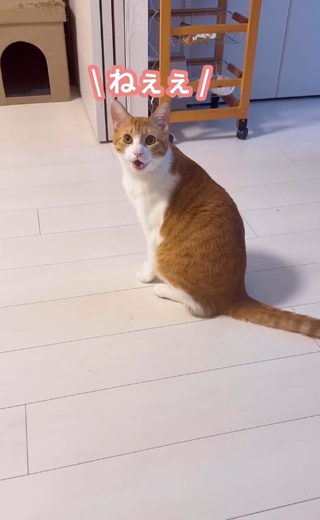 飼い主に向かって鳴いている猫