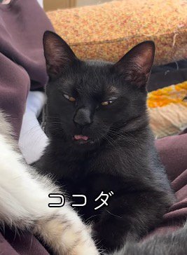 舌を出したまま固まる黒猫