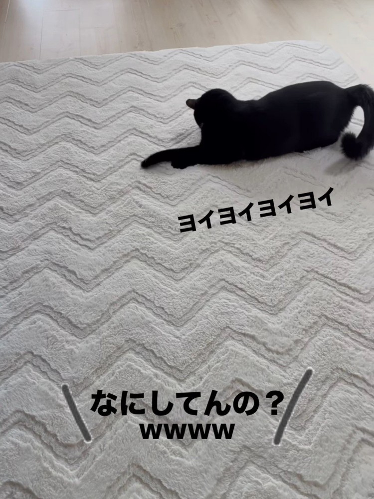 寝そべる猫