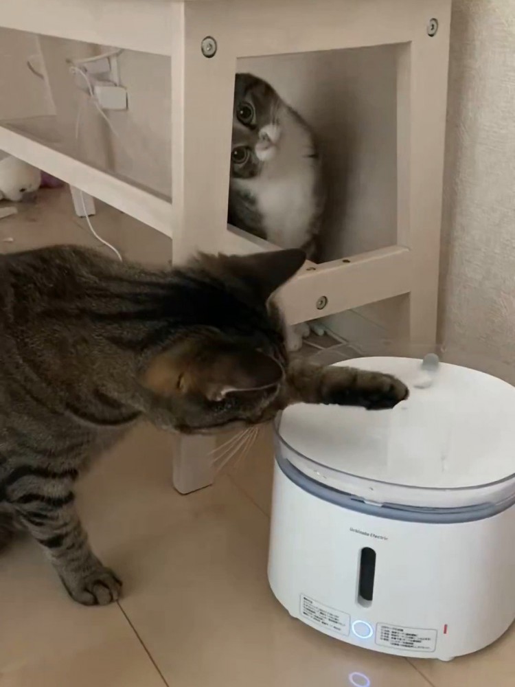 氷を触る猫