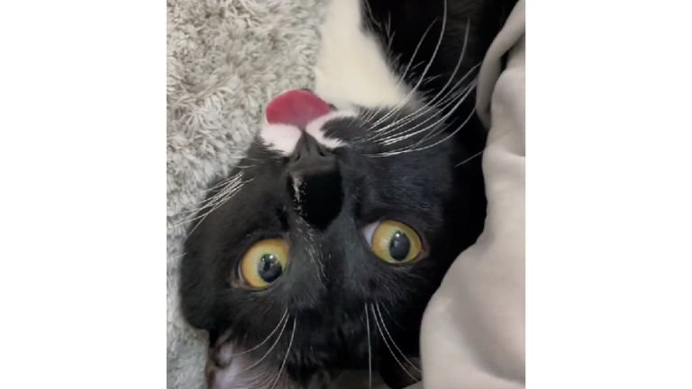 舌を出している猫