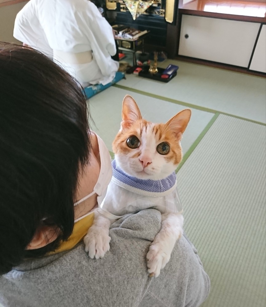 抱っこされている猫