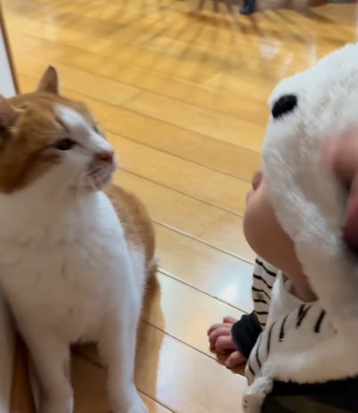 フードをかぶった赤ちゃんを見つめる猫