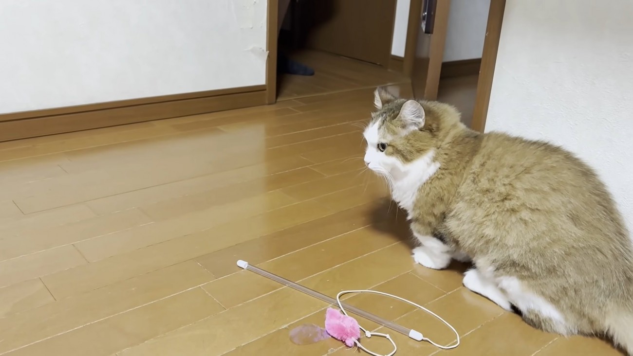 壁に身を寄せる猫ちゃんの左半身（中央下部に猫じゃらし）