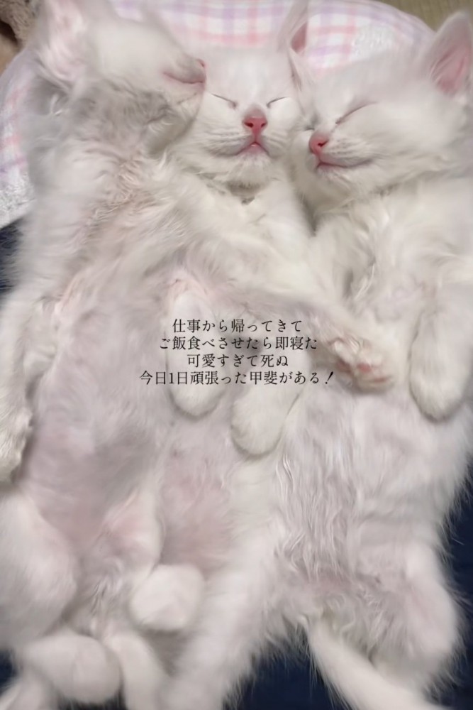 くっついて眠る3匹の子猫