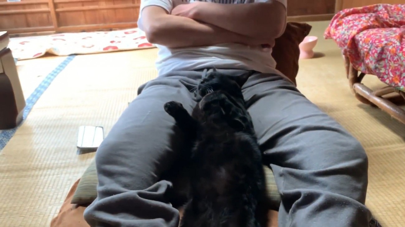 熟睡する猫