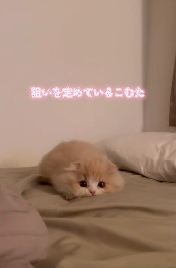 布団の上で身を低くしている子猫