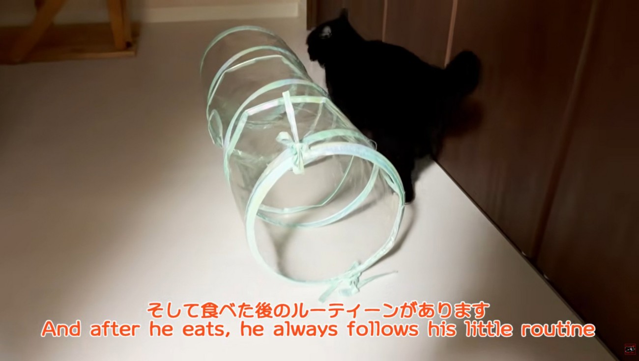 部屋の中を歩く猫
