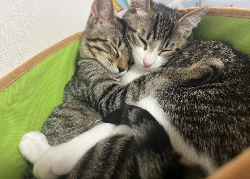 固まって寝ている2匹の猫