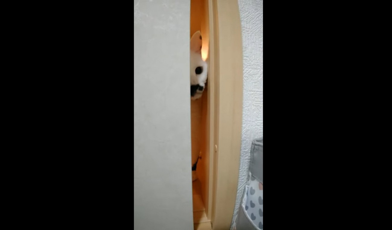 ふすまのすき間から覗く猫