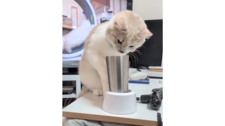 猫とタンブラー