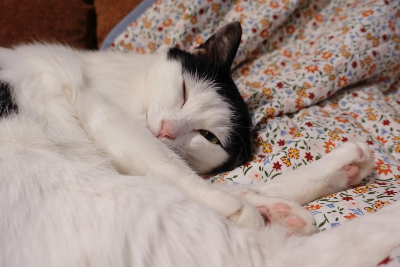 ウインクをしているおこめちゃん