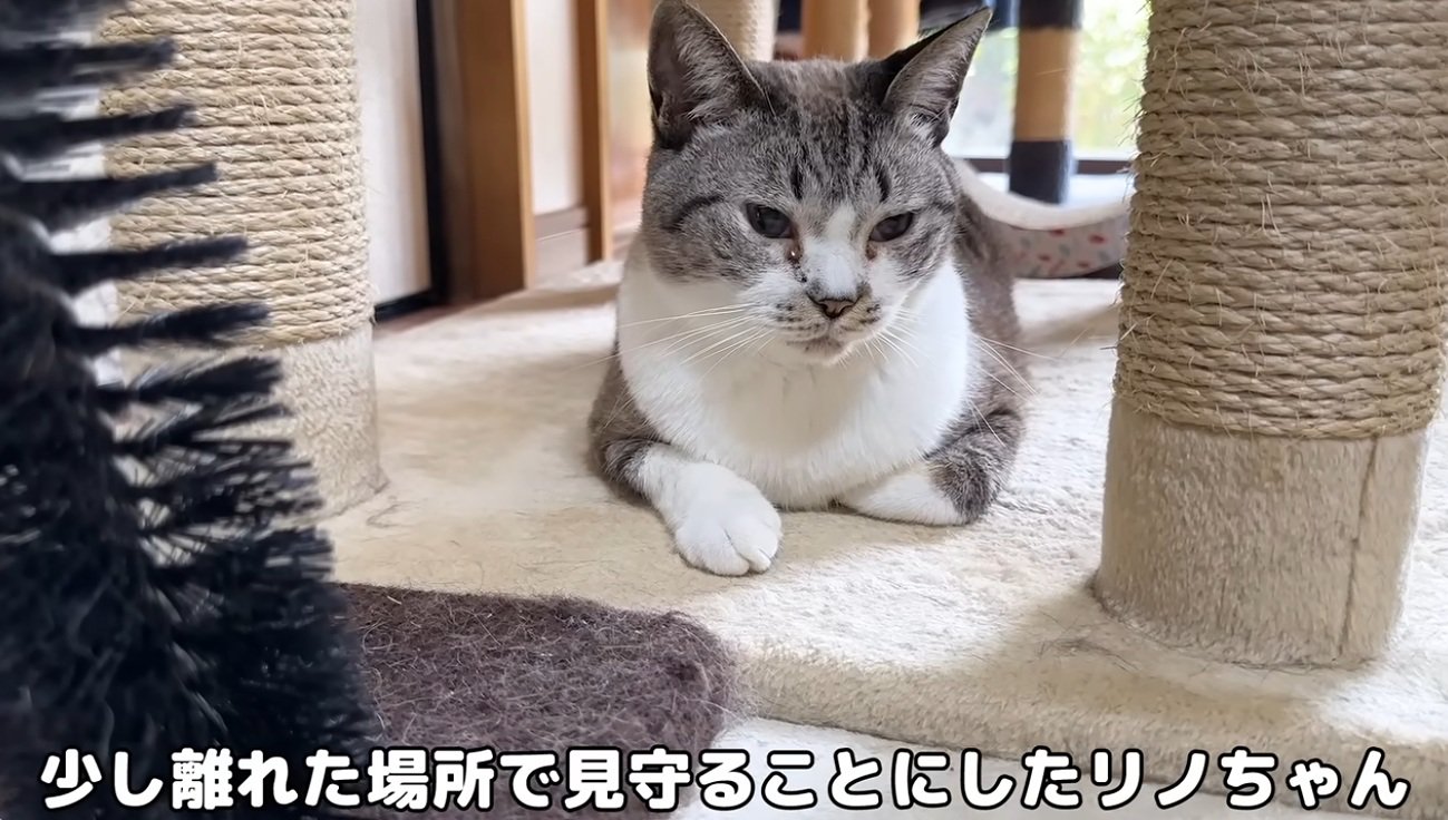 座っている大人猫
