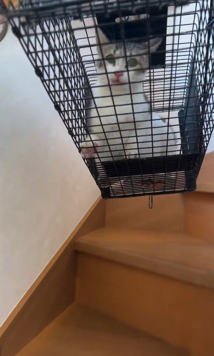 捕獲機の中の猫