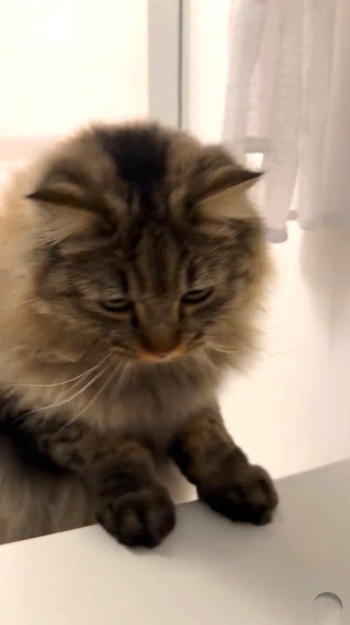 浴槽の縁（へり）に上る猫