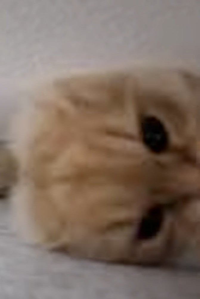 突進してくる猫