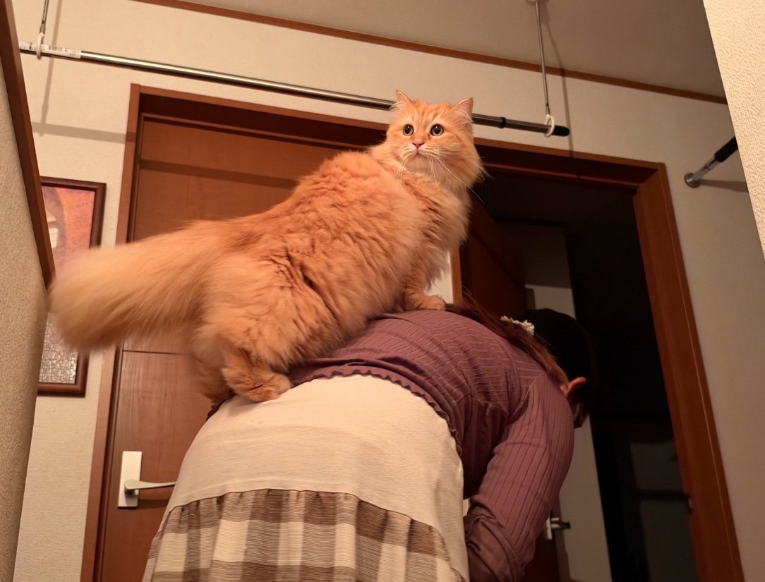 背中に飛び乗った猫