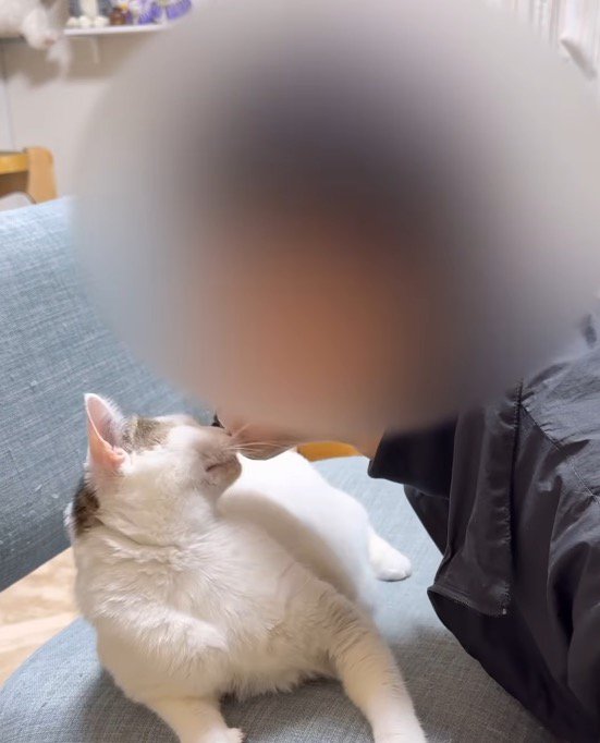 飼い主の顔を見つめる猫