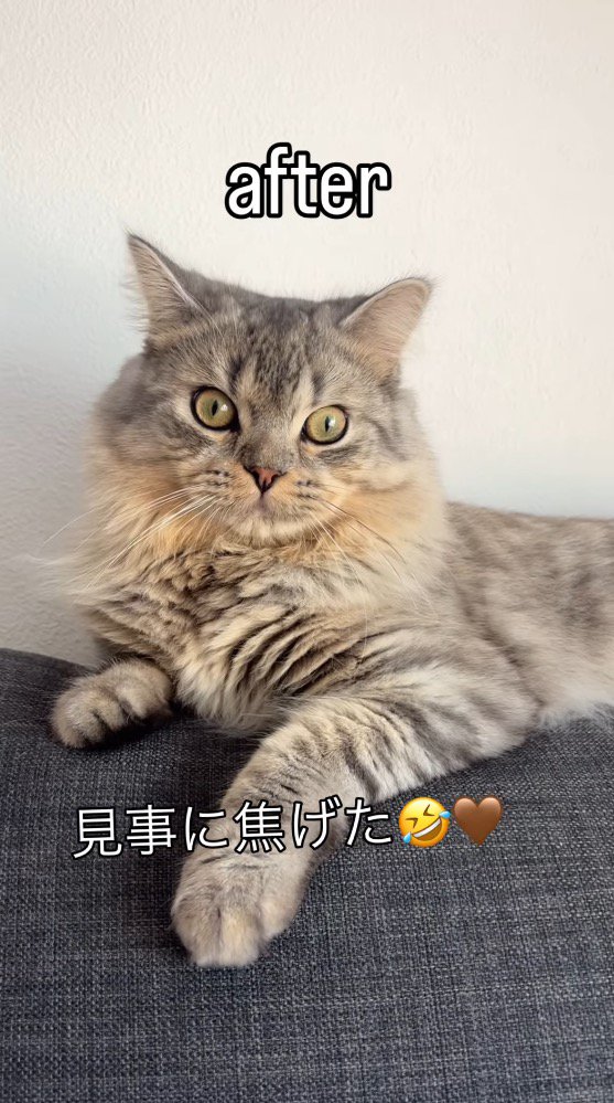 ソファに乗ってカメラを見つめる猫