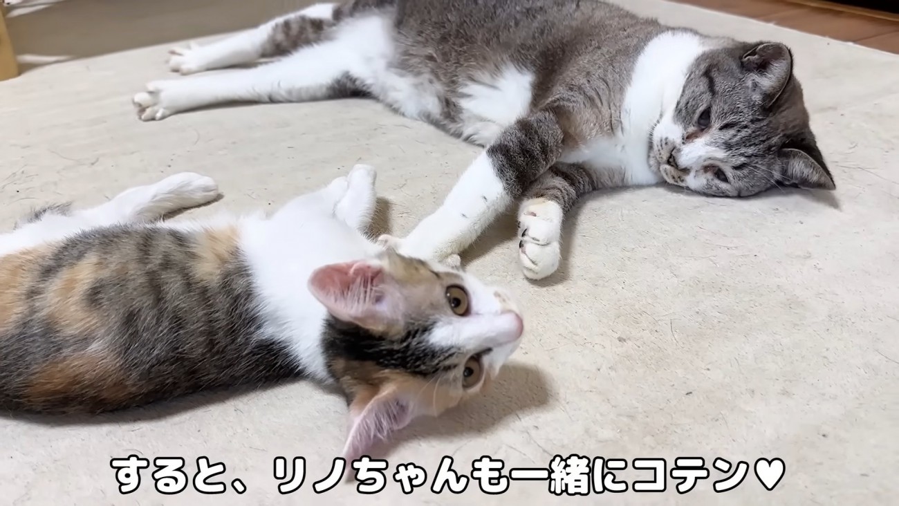 寝転がる子猫と成猫