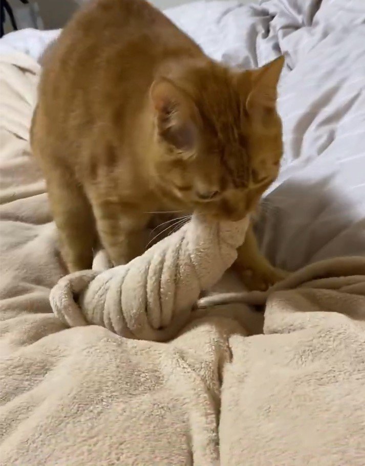 口に咥えた毛布を捻る猫
